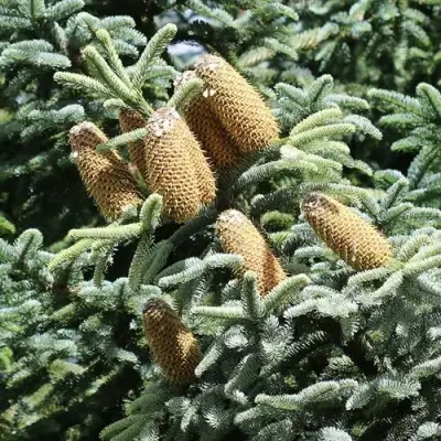 Пихта благородная в Барановичах