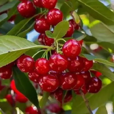 Вишня ГИРЛЯНДА в Барановичах