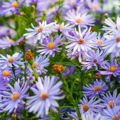 Астра ЛИТТЛ КАРЛОУ сердцелистная в Барановичах