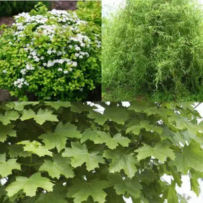 Комплект ЗЕЛЕНЫЙ ОАЗИС в Барановичах