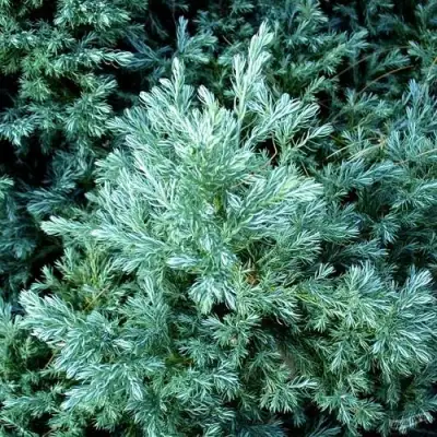 Кипарисовик БУЛЕВАРД горохоплодный в Барановичах