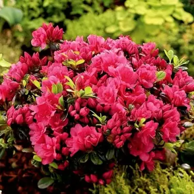 Азалия КАНЗОНЕТТА японская в Барановичах