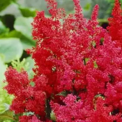 Астильба ЭТНА Арендса в Барановичах