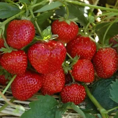 Клубника ЗЕНГА-ЗЕНГАНА в Барановичах