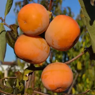 Хурма РОССИЯНКА в Барановичах