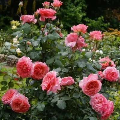 Роза ЛОРАН КАБРОЛЬ шраб в Барановичах