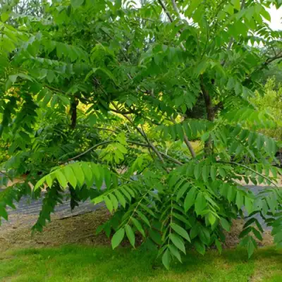 Орех МАНЬЧЖУРСКИЙ в Барановичах