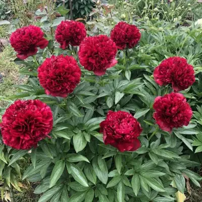 Пион ГАЛАКТИКА травянистый в Барановичах