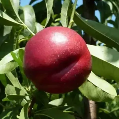 Нектарин БИГ-ТОП в Барановичах