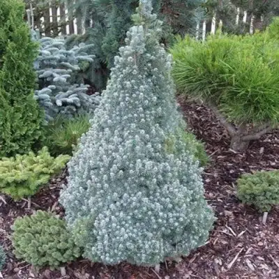 Ель САНДЕРС БЛЮ канадская в Барановичах