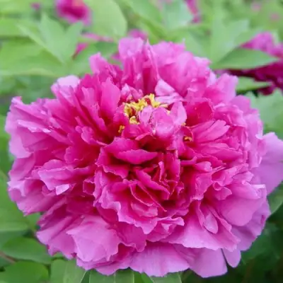 Пион ЛИЛОВАЯ ФАНТАЗИЯ древовидный в Барановичах