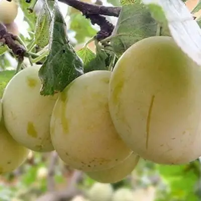 Слива УТРО в Барановичах