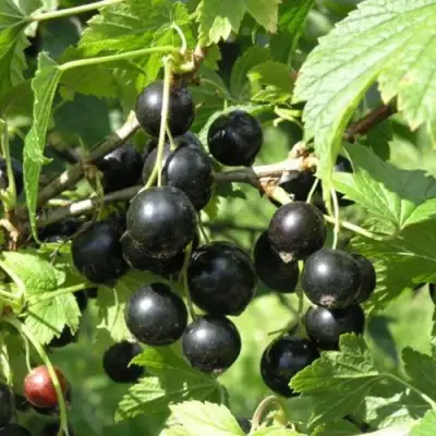 Смородина чёрная ПАМЯТЬ ВАВИЛОВА в Барановичах