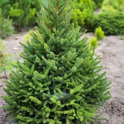 Ель КОМПАКТА обыкновенная в Барановичах