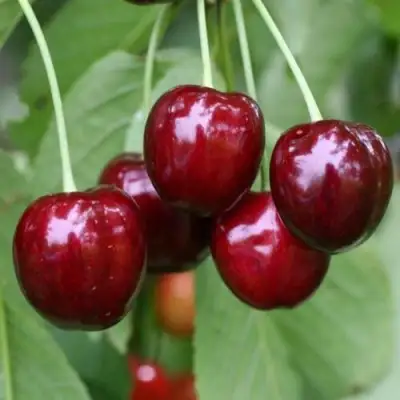 Черешня ВАЛЕРИЙ ЧКАЛОВ в Барановичах