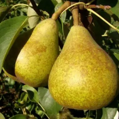 Груша ГЕНЕРАЛ ЛЕКЛЕРК в Барановичах