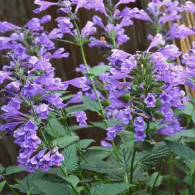 Котовник БЛЮ ДРИМС полусидячий в Барановичах