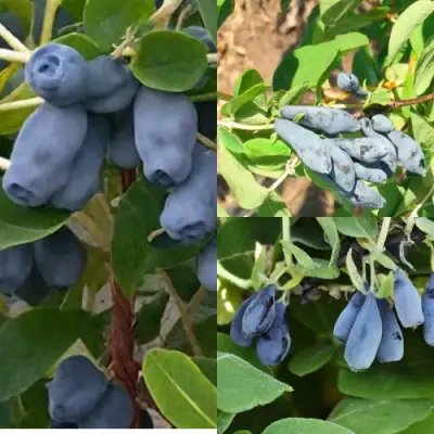 Комплект СЕВЕРНЫЕ ВИТАМИНЫ в Барановичах