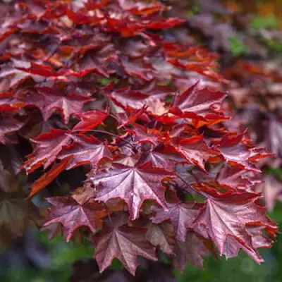 Клен КРИМСОН КИНГ остролистный в Барановичах