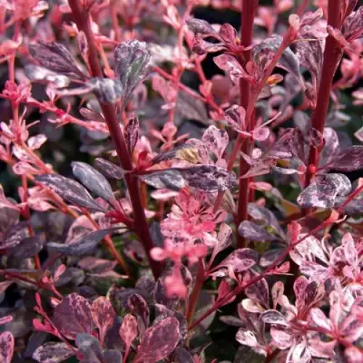 Барбарис АРЛЕКИН тунберга в Барановичах