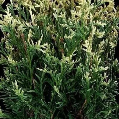 Туя ГОЛД ПЕРЛ западная в Барановичах