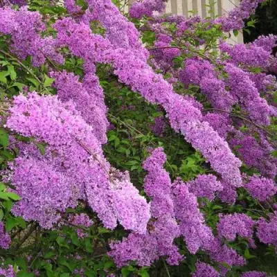 Сирень КИТАЙСКАЯ в Барановичах