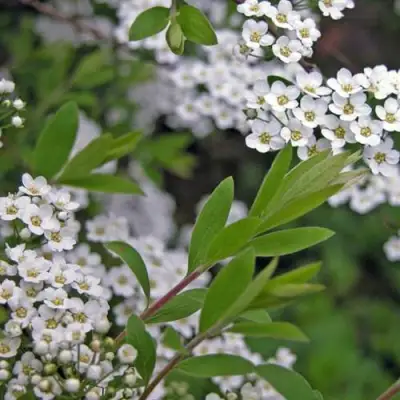 Спирея АРГУТА в Барановичах