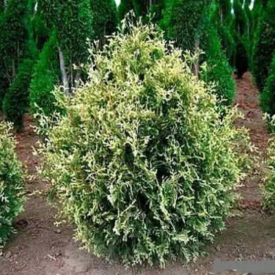 Туя ГОЛД ПЕРЛ западная в Барановичах