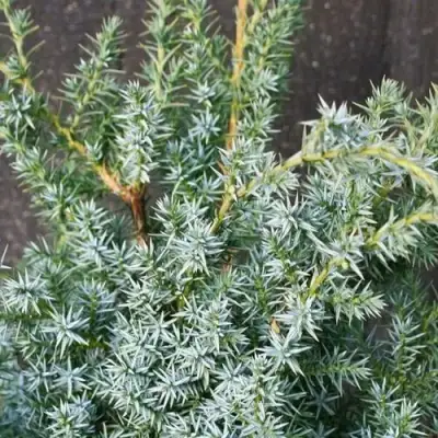 Можжевельник БЛЮ АЛЬПС китайский  в Барановичах