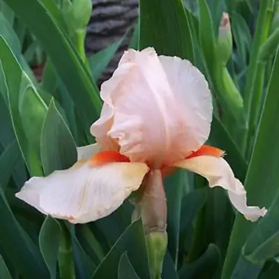 Ирис ПАТИ ДРЕСС бородатый в Барановичах