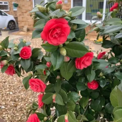 Камелия ЛЕДИ КЭМПБЕЛЛ в Барановичах