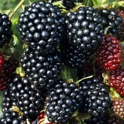 Ежевика ЭВЕРГРИН бесшипная  в Барановичах