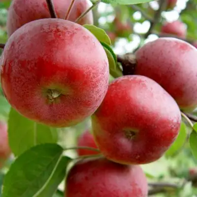 Яблоня ПОСПЕХ в Барановичах