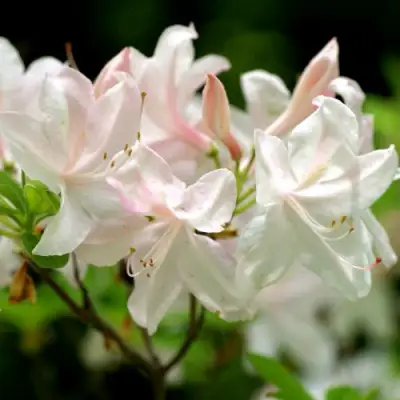 Азалия УАЙТ ЛАЙТС листопадная в Барановичах