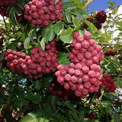 Рябина ТИТАН сладкоплодная  в Барановичах