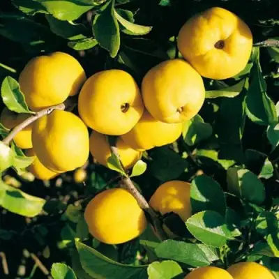 Айва ЦЕЗАРЬ в Барановичах