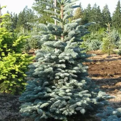 Пихта благородная в Барановичах