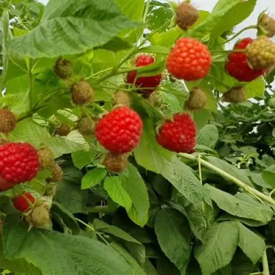 Малина КВЕЛЛИ в Барановичах