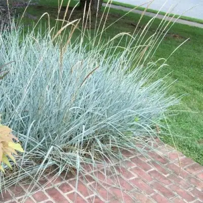 Элимус БЛЮ ДЮН песчаный в Барановичах