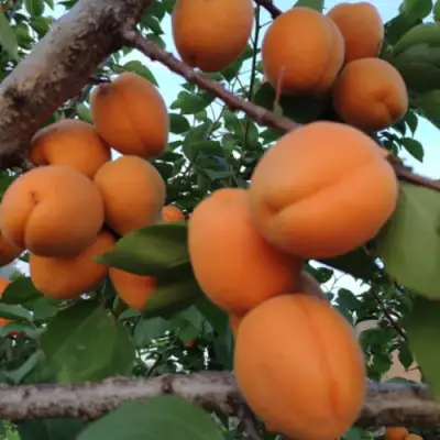 Абрикос ГОЛД РИЧ в Барановичах