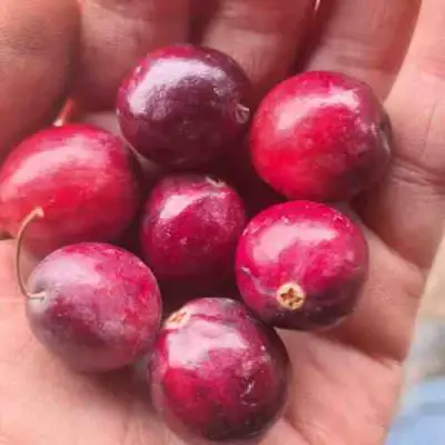 Клюква БАИН 6 в Барановичах