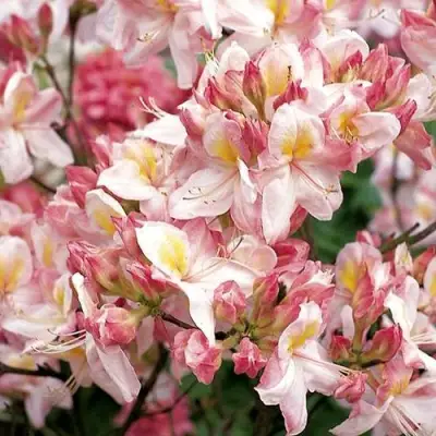 Азалия САТОМИ японская в Барановичах