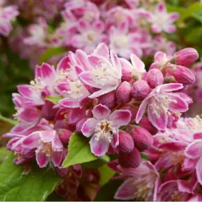 Дейция СТРОБЕРРИ ФИЛДС  в Барановичах