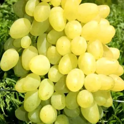 Виноград ЗАРНИЦА в Барановичах