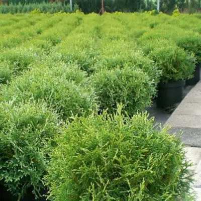 Туя ТИНИ ТИМ западная в Барановичах