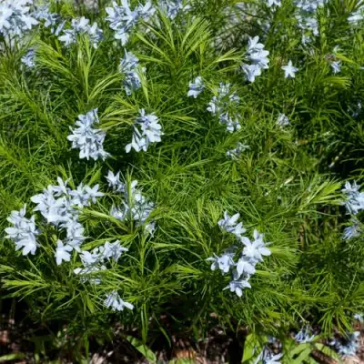 Амсония РЕСНИТЧАТАЯ в Барановичах