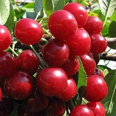 Вишня ГЛУБОКСКАЯ в Барановичах