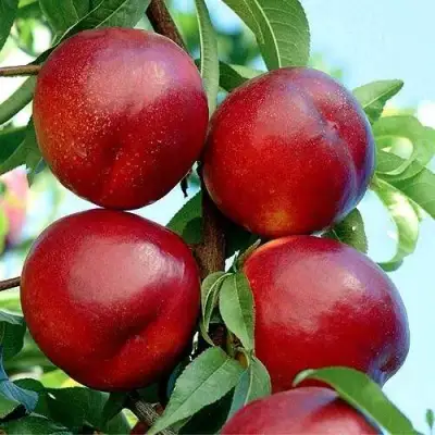 Нектарин БИГ-ТОП в Барановичах