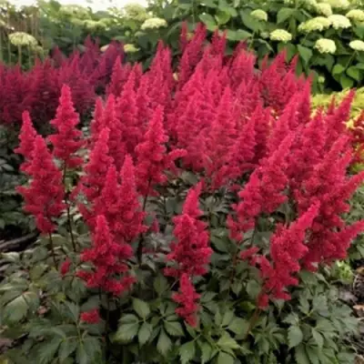 Астильба ФАНАЛ в Барановичах