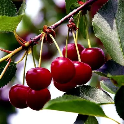 Вишня РИВАЛ в Барановичах